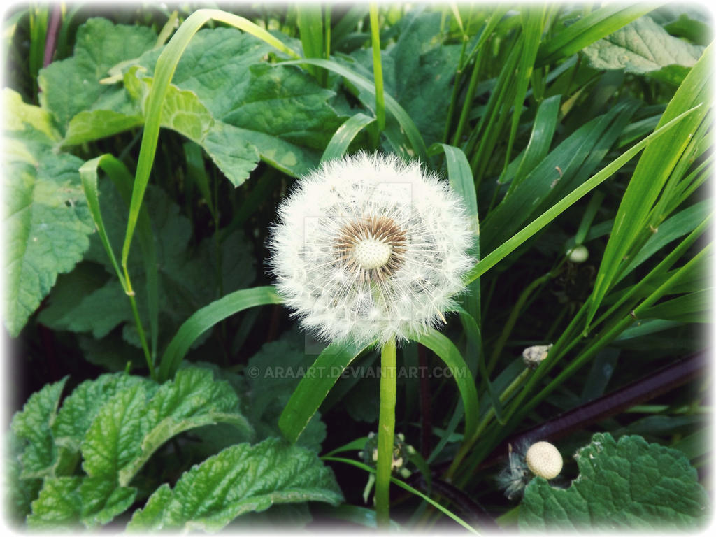 dandelion