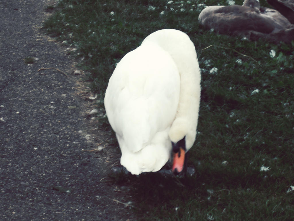 the swan was having an scratch