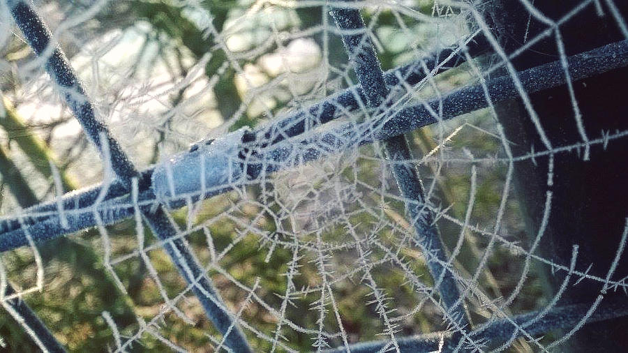 morning frost 3