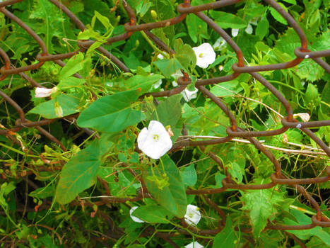 Chain Links and Flowers