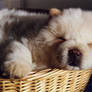 Puppy Kuna sleeping