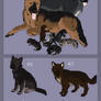 Delicious X Blake - GSD litter - CLOSED