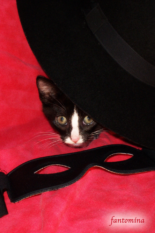 Kitten Cosplay: Zorro