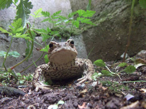 Toad