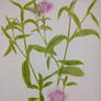 Dianthus chinensis - Cravina