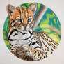 Jaguatirica - Leopardus pardalis