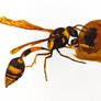 Potter wasp