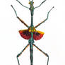 Stick insect (Achrioptera fallax)