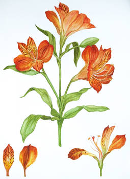 Alstroemeria