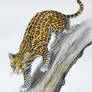 Ocelot (Leopardus pardalis)
