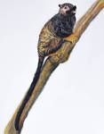 Golden-handed Tamarin (Saguinus midas) by IsadoraMRS