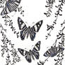 Butterflies (Zonia zonia diabo)