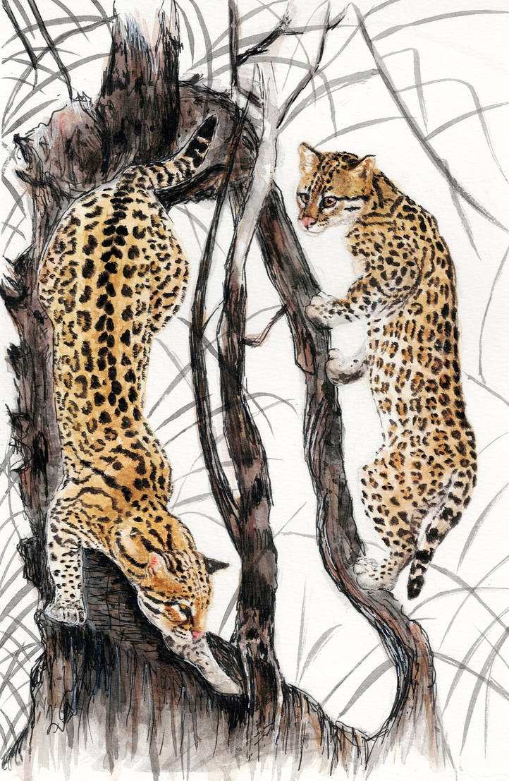Abstract Ocelot Ocelots by IsadoraMRS on DeviantArt