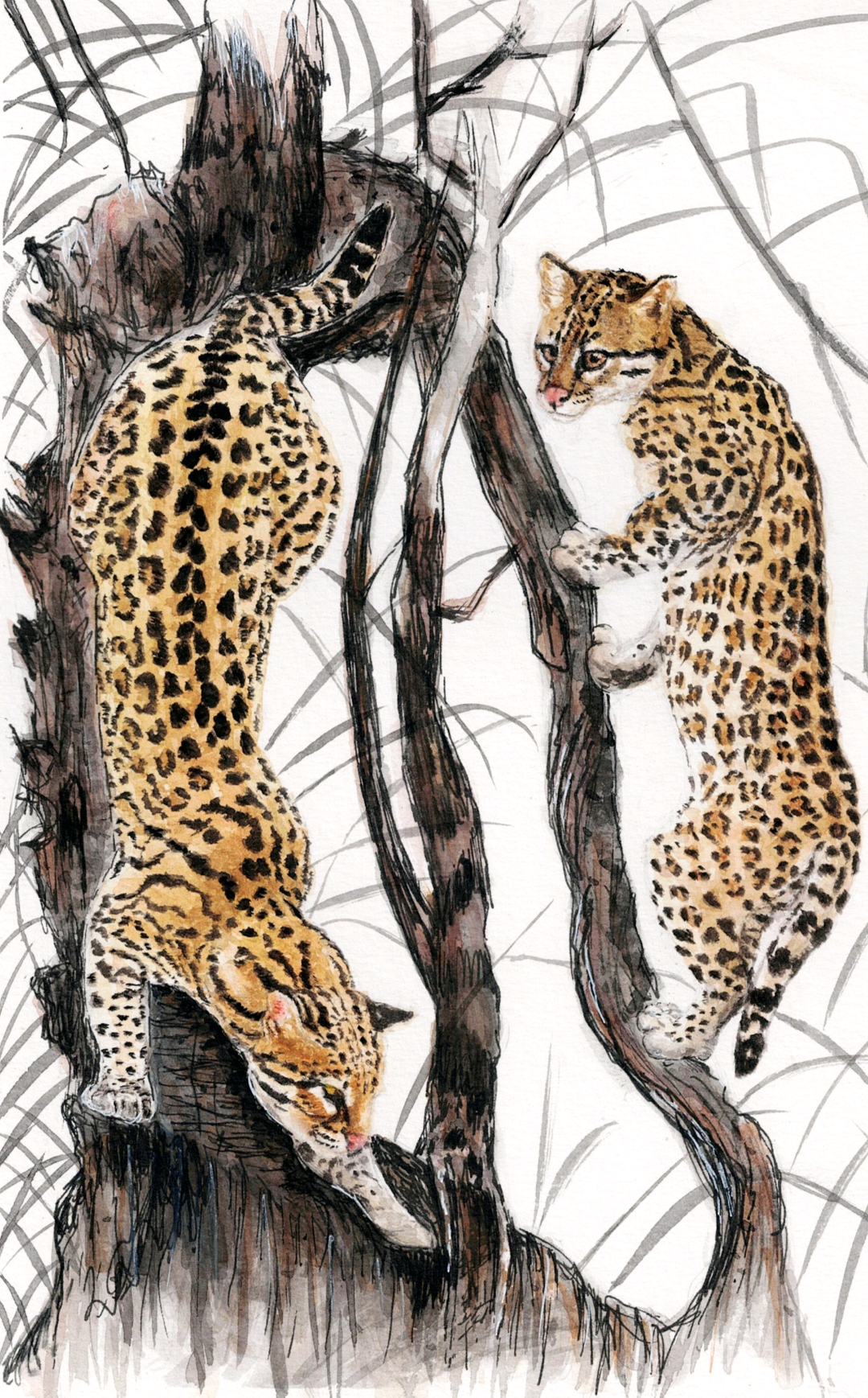 Ocelots