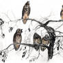 Stygian Owl