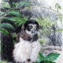 Spectacled Owl