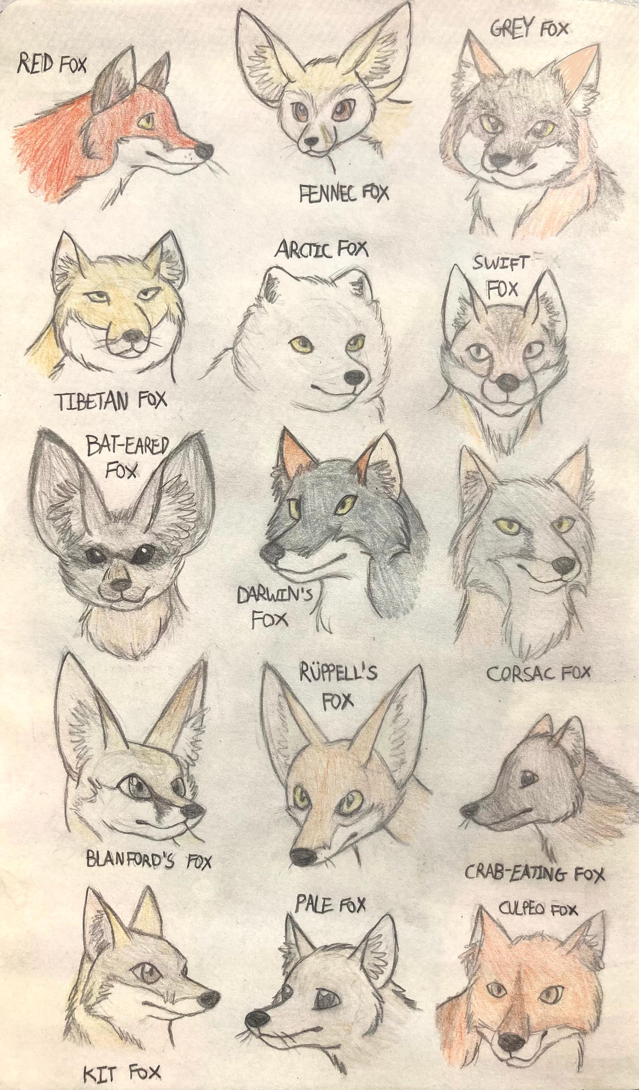 Deviantart Foxes Foxes (Colored Bust Sketches) by CandrinTheWildPig on DeviantArt
