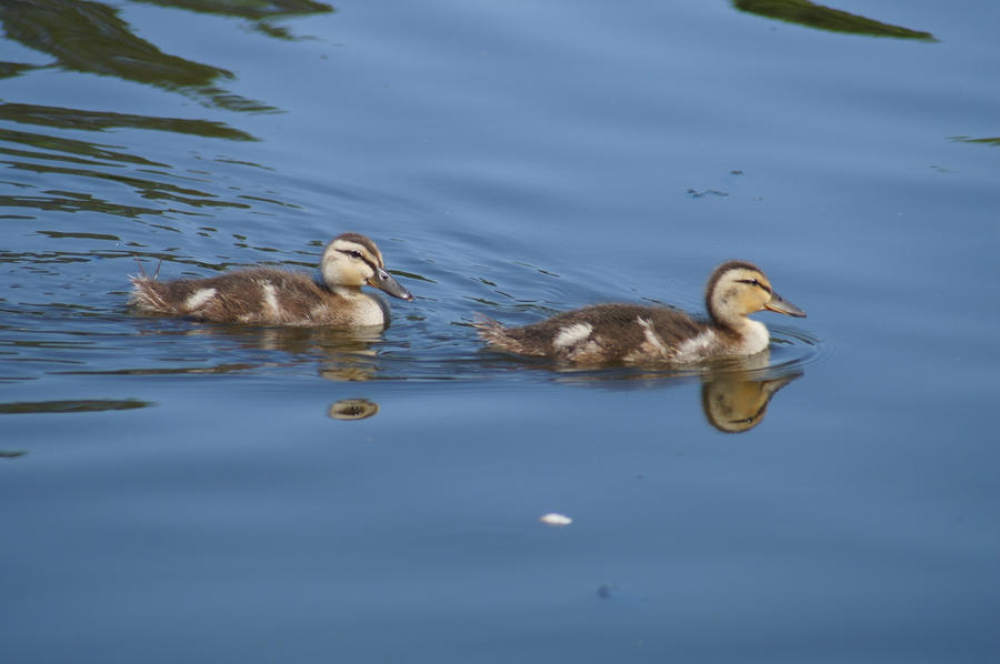 Two Baby Ducks Together On The Water