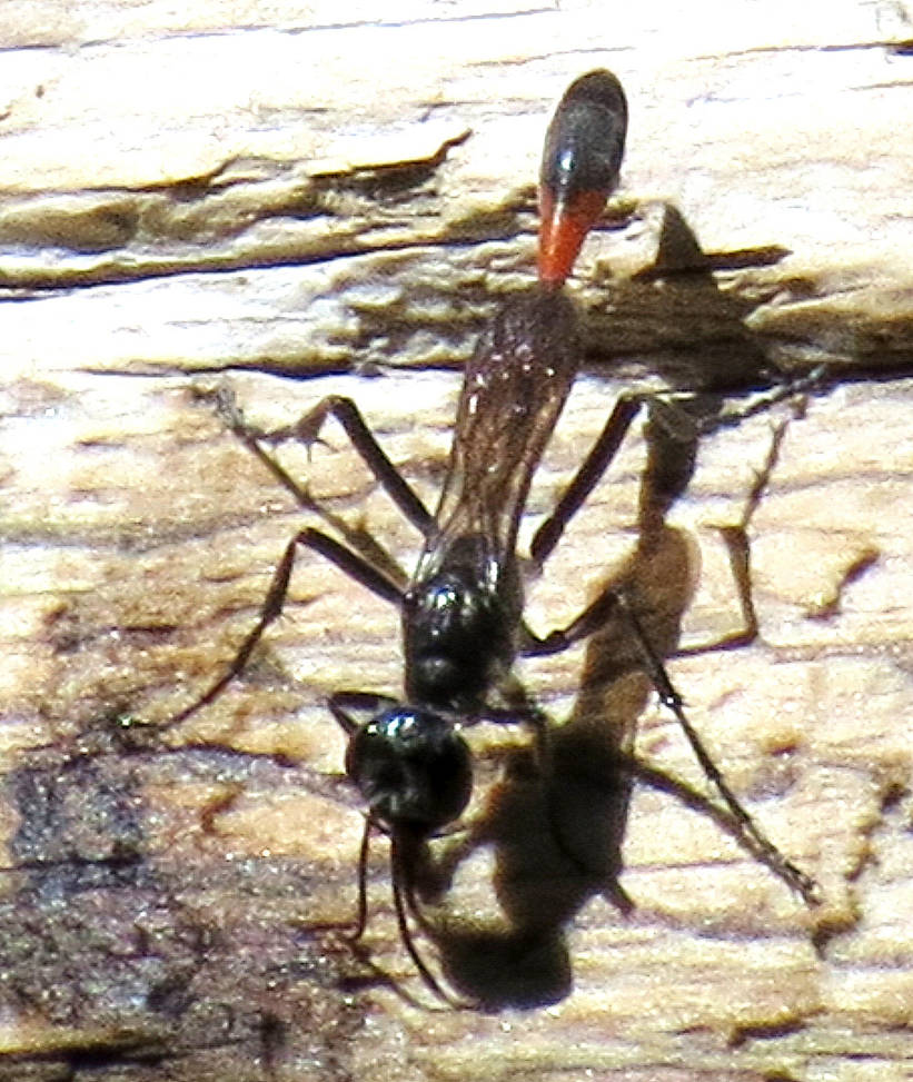 Rcom 70 Insect Insect #? by EyeMeMyself on DeviantArt