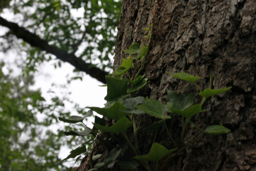 Lovely Vines