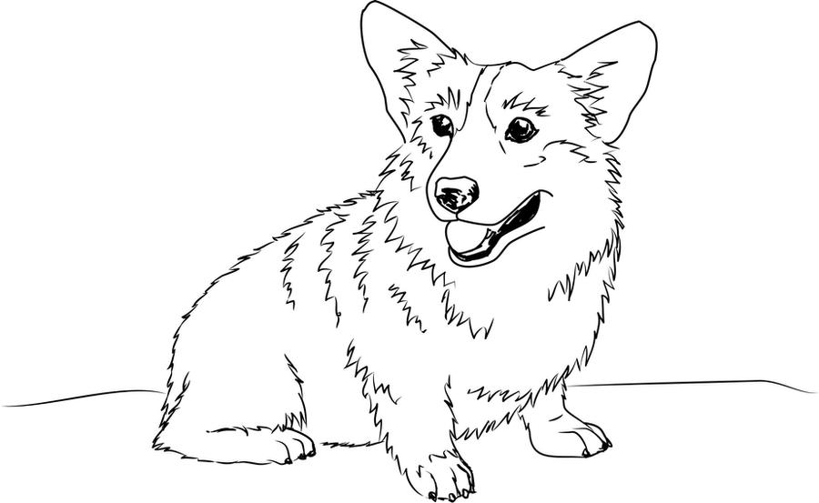 Welsh Corgi Sketch