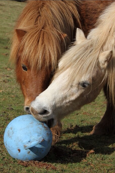 Welsh and Shetland Pony - Ball Play