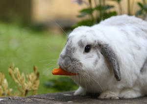 Holland Lop Bunny with carrot