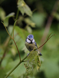 Blue Tit 1