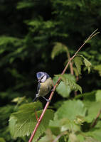 Blue Tit 2