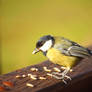 Parus Major - Great Titmouse