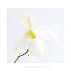 Paph. Delenatii White 2