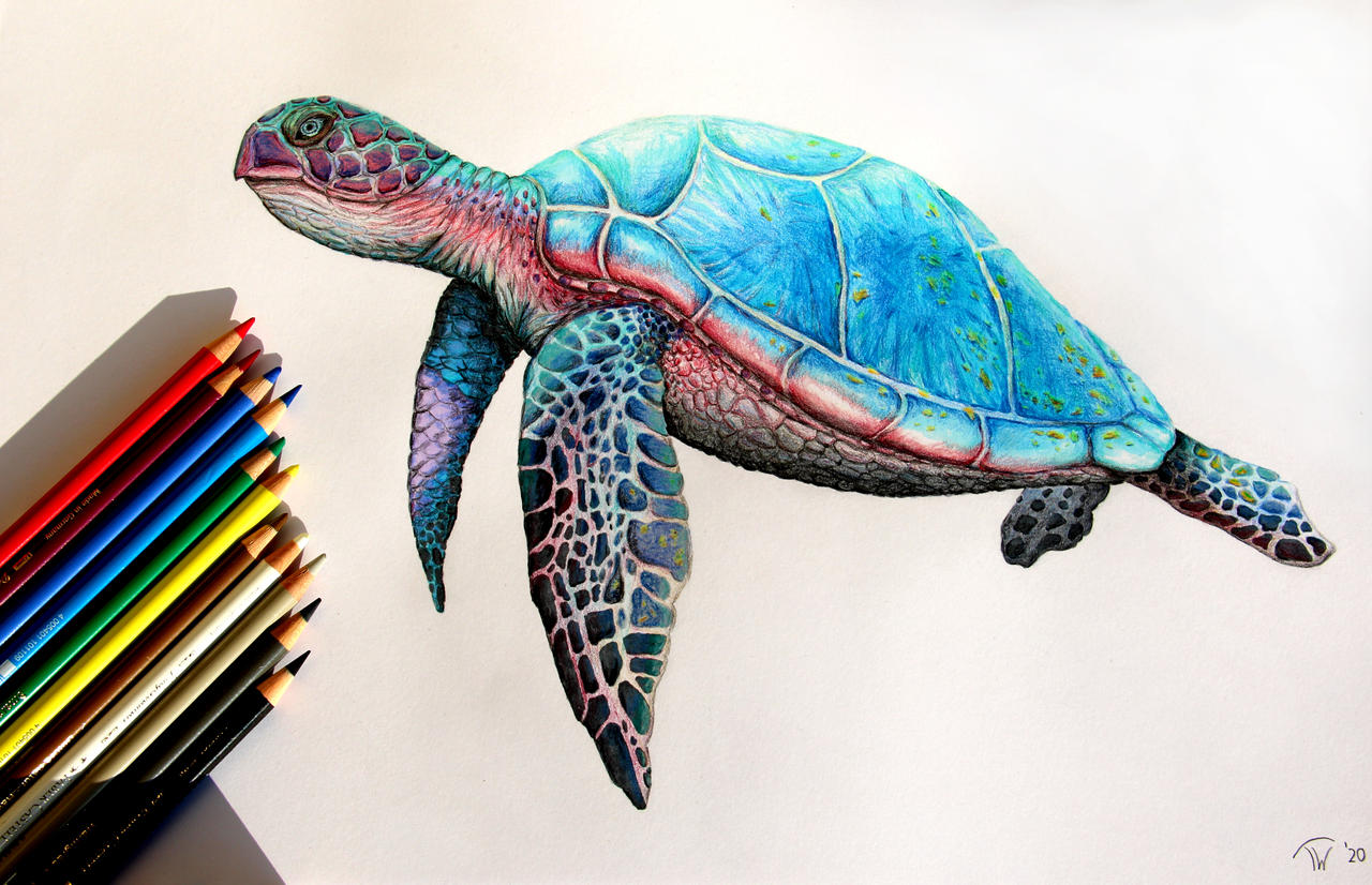 Sea Turtle by TWArt89 on DeviantArt