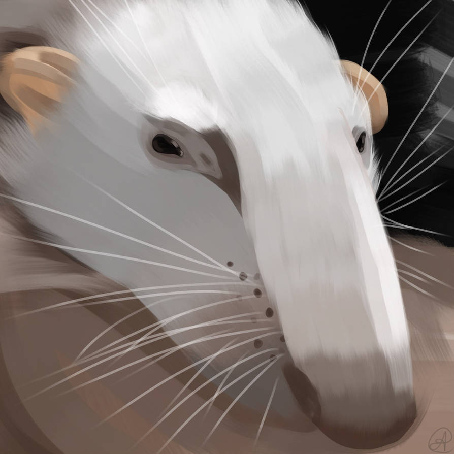Rat Deviantart Rat by wqhity on DeviantArt