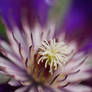 Clematis 'Arabella'