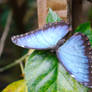 Blue Morpho (Morpho pepeides) - 02