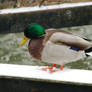 Mallard Drake (Anas platyrhynchos)