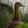 Mallard (Anas platyrhynchos)