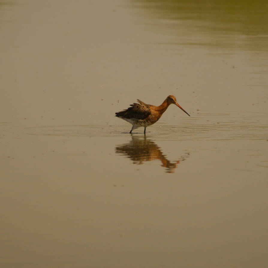 black-tailed godwit (Limosa limosa) - 03