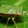 Common Green Shieldbug (Palomena prasina)