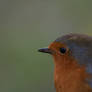 European robin (Erithacus rubecula) - 11