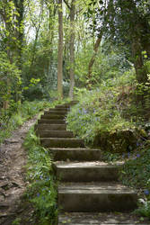 Benthall Edge Wood