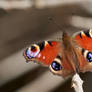 Peacock (Aglais io)