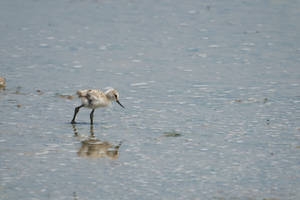 Avocet chick (Recurvirostra avosetta)