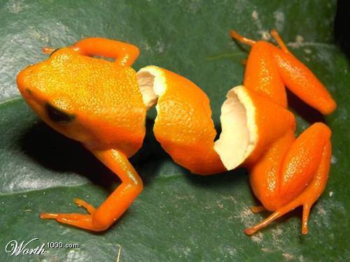 Weird-Animal-things-animals-11647479-500-375 by xoxeaglexox on DeviantArt Weird-Animal-things-animals-11647479-500-375 by xoxeaglexox on DeviantArt
