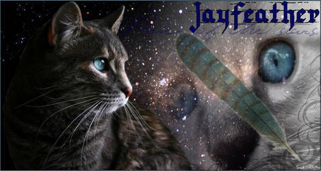 Jayfeather-warrior-cat-