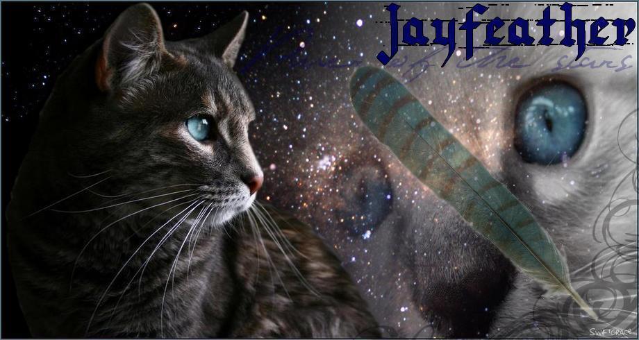 Jayfeather-warrior-cat- by xoxeaglexox on DeviantArt