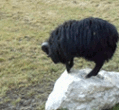 Ram jump from stone by Seitira on DeviantArt