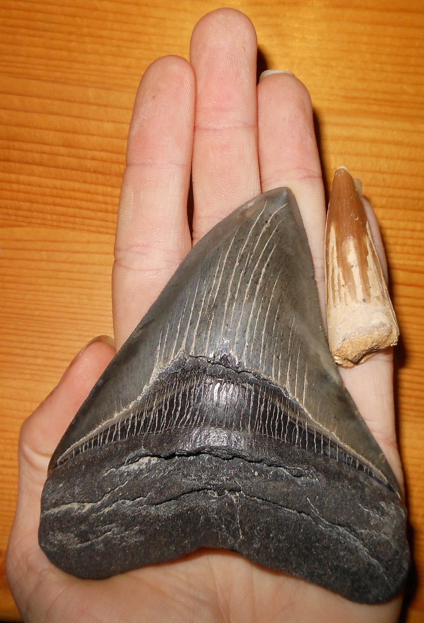 Megalodon and Spinosaurus Tooth