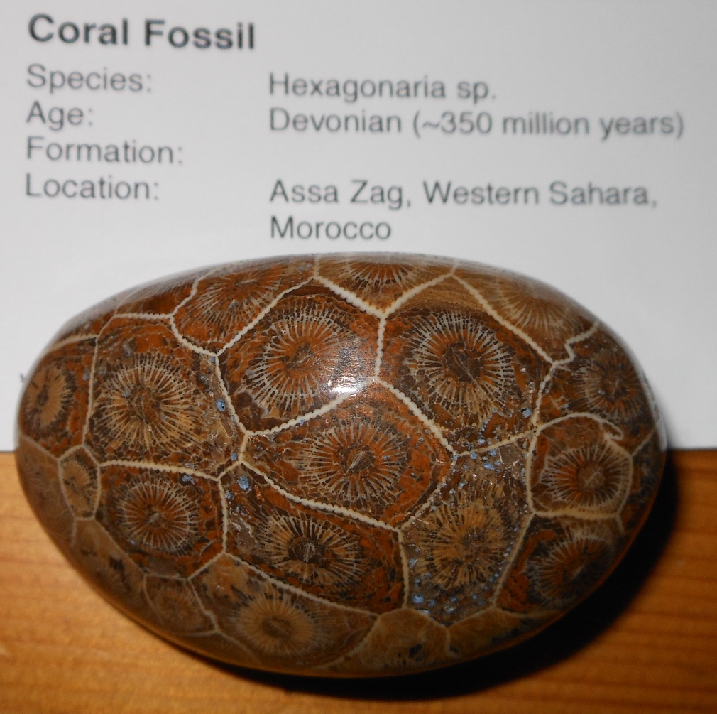 Polished Coral Fossil