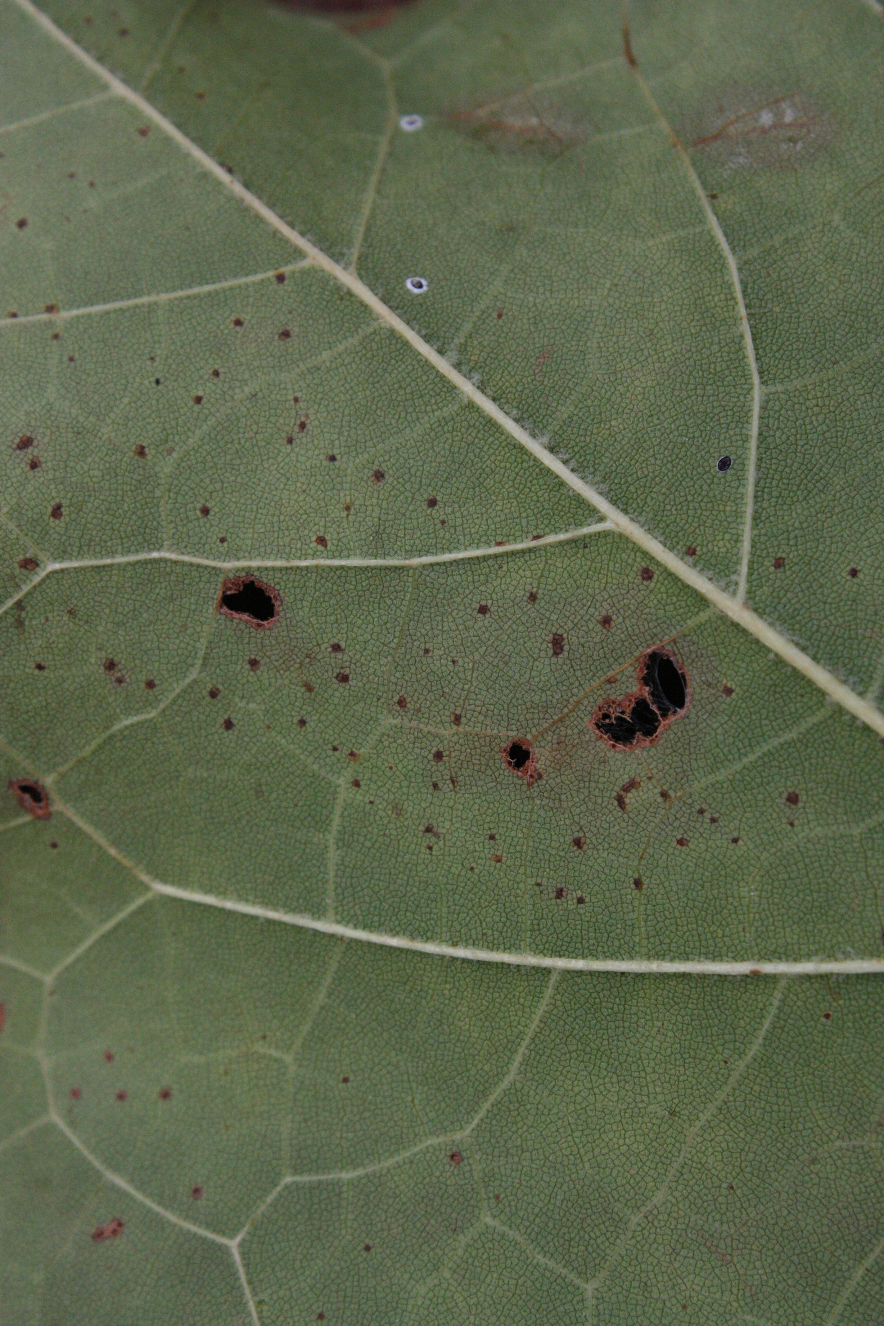 Leaf 5